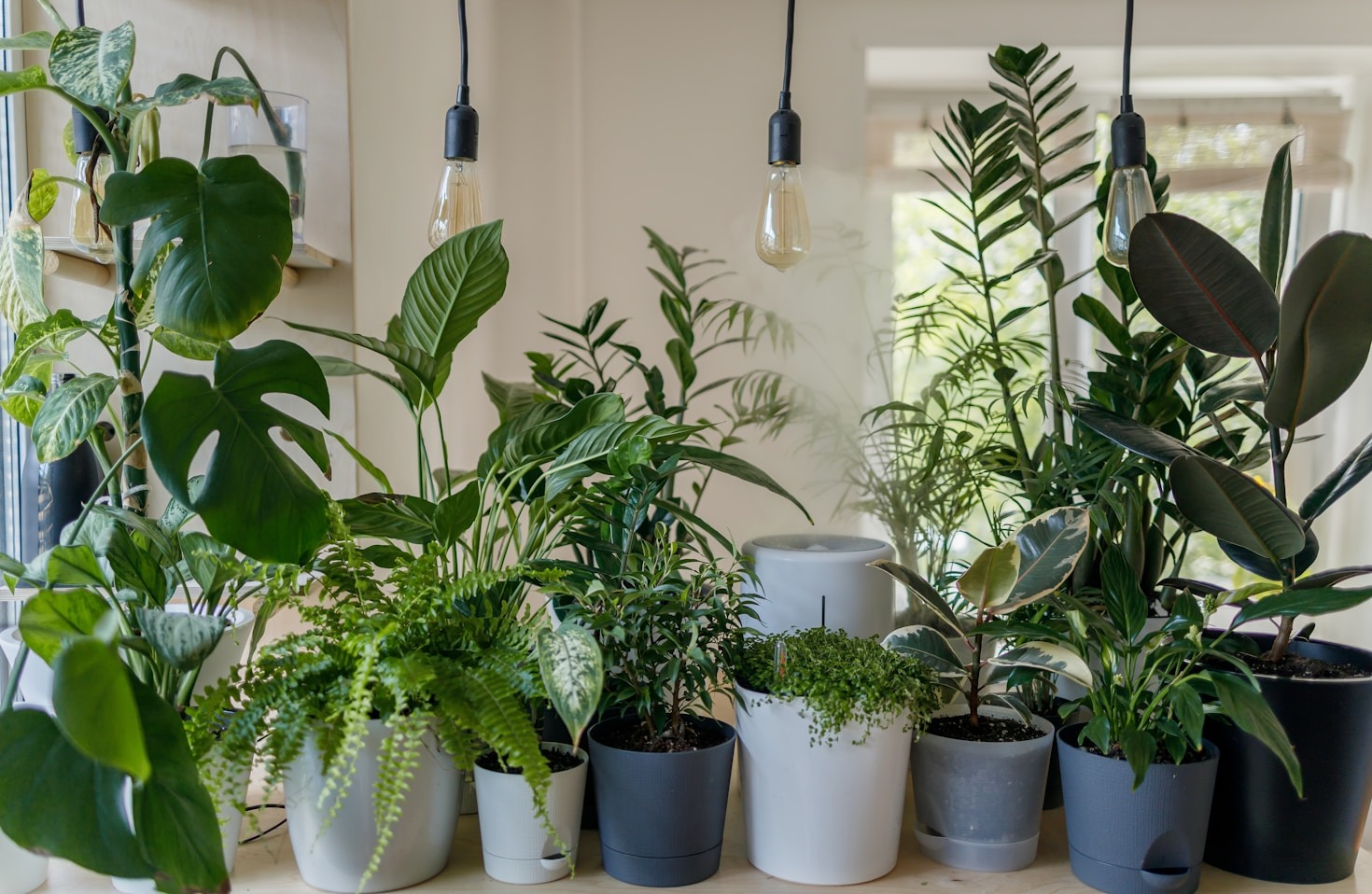 Planten en interieur: een perfecte combinatie